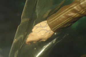 NECA 60030 - Harry Potter Series One SIRIUS BLACK Figurine