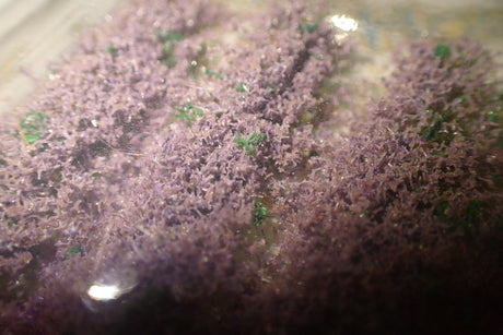 Peco Scene PSG-32 - 6mm Self-Adhesive Lavender Tuft Strips Pack of 10